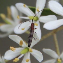 Syllitus microps (Longicorn or Longhorn beetle) at Mongarlowe, NSW - 16 Mar 2021 by LisaH