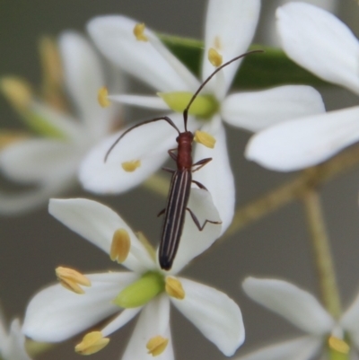 Syllitus microps (Longicorn or Longhorn beetle) at QPRC LGA - 16 Mar 2021 by LisaH