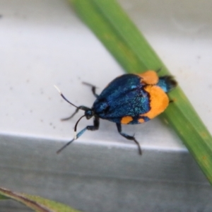 Cebysa leucotelus at Hughes, ACT - 25 Mar 2021