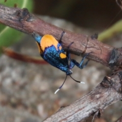 Cebysa leucotelus at Hughes, ACT - 25 Mar 2021