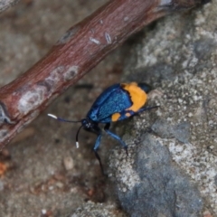 Cebysa leucotelus at Hughes, ACT - 25 Mar 2021