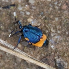 Cebysa leucotelus at Hughes, ACT - 25 Mar 2021