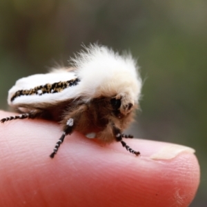 Oenosandra boisduvalii at Downer, ACT - 28 Mar 2021 05:48 PM