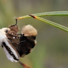 Oenosandra boisduvalii at Downer, ACT - 28 Mar 2021 05:48 PM