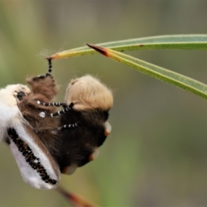 Oenosandra boisduvalii at Downer, ACT - 28 Mar 2021 05:48 PM