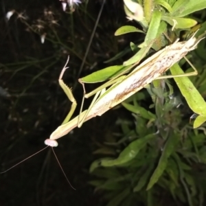 Tenodera australasiae at Gordon, ACT - 28 Mar 2021 07:45 PM