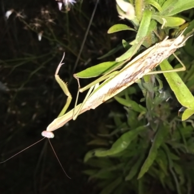 Tenodera australasiae (Purple-winged mantid) at Gordon, ACT - 28 Mar 2021 by MichaelBedingfield