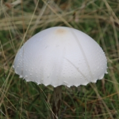 Macrolepiota dolichaula (Macrolepiota dolichaula) at Mongarlowe, NSW - 25 Mar 2021 by LisaH