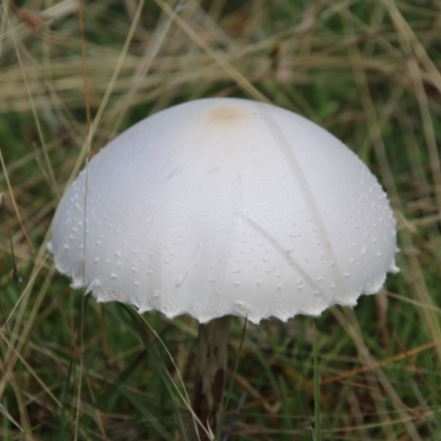 Macrolepiota dolichaula (Macrolepiota dolichaula) at Mongarlowe River - 25 Mar 2021 by LisaH