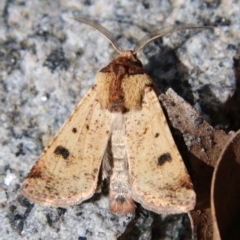 Agrotis porphyricollis (Variable Cutworm) at QPRC LGA - 25 Mar 2021 by LisaH