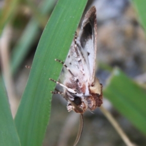 Agrotis porphyricollis at Mongarlowe, NSW - 25 Mar 2021