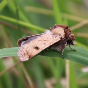 Agrotis porphyricollis at Mongarlowe, NSW - 25 Mar 2021