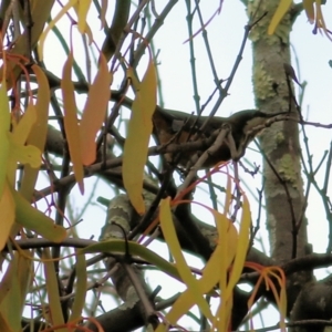 Acanthorhynchus tenuirostris at Felltimber Creek NCR - 27 Mar 2021