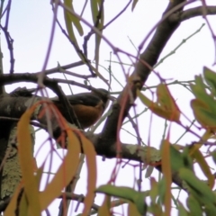 Acanthorhynchus tenuirostris at Felltimber Creek NCR - 27 Mar 2021