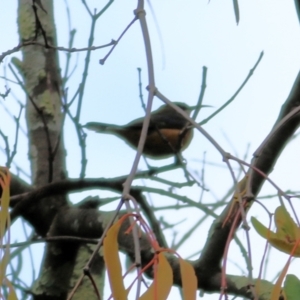 Acanthorhynchus tenuirostris at Felltimber Creek NCR - 27 Mar 2021