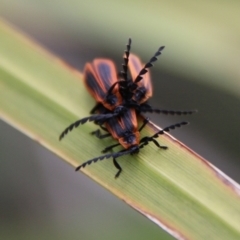 Trichalus sp. (genus) (Net-winged beetle) at QPRC LGA - 25 Mar 2021 by LisaH