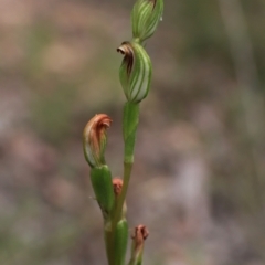 Speculantha rubescens (Blushing Tiny Greenhood) at Black Mountain - 28 Mar 2021 by HelenBoronia