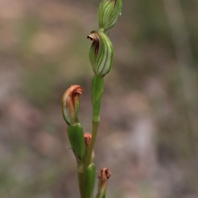 Speculantha rubescens (Blushing Tiny Greenhood) at Downer, ACT - 28 Mar 2021 by HelenBoronia