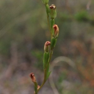 Speculantha rubescens at Downer, ACT - 28 Mar 2021