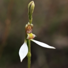 Eriochilus cucullatus (Parson's Bands) at Downer, ACT - 28 Mar 2021 by HelenBoronia