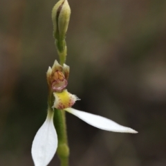 Eriochilus cucullatus at Downer, ACT - 28 Mar 2021