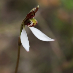 Eriochilus cucullatus at Downer, ACT - 28 Mar 2021