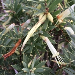 Styphelia triflora (Five-corners) at Majura, ACT - 28 Mar 2021 by JaneR