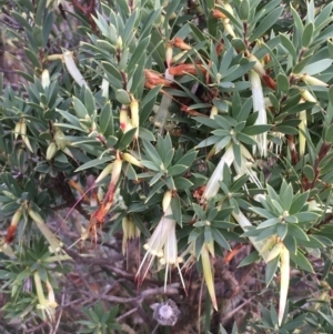 Styphelia triflora at Majura, ACT - 28 Mar 2021