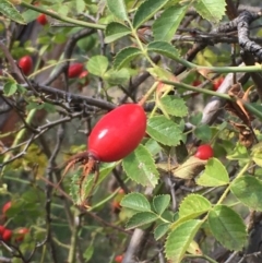 Rosa rubiginosa (Sweet Briar, Eglantine) at Majura, ACT - 27 Mar 2021 by JaneR