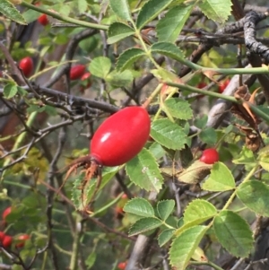 Rosa rubiginosa at Majura, ACT - 27 Mar 2021