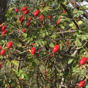 Rosa rubiginosa at Majura, ACT - 27 Mar 2021