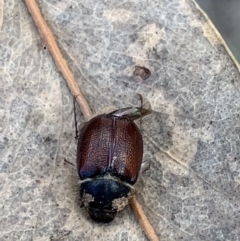 Liparetrus sp. (genus) (Chafer beetle) at Murrumbateman, NSW - 27 Mar 2021 by SimoneC
