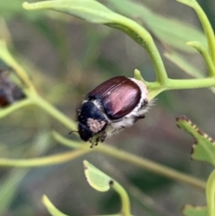 Liparetrus sp. (genus) at Murrumbateman, NSW - 27 Mar 2021