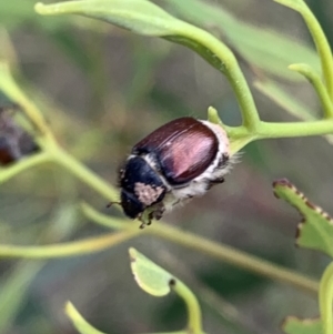 Liparetrus sp. (genus) at Murrumbateman, NSW - 27 Mar 2021