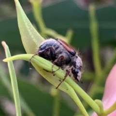 Liparetrus sp. (genus) at Murrumbateman, NSW - 27 Mar 2021