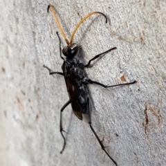 Fabriogenia sp. (genus) (Spider wasp) at Murrumbateman, NSW - 27 Mar 2021 by SimoneC
