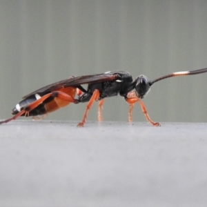 Ichneumon promissorius at Macarthur, ACT - 28 Mar 2021