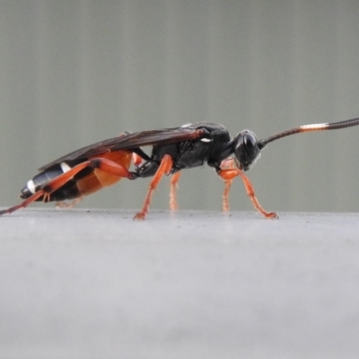 Ichneumon promissorius (Banded caterpillar parasite wasp) at Macarthur, ACT - 28 Mar 2021 by Liam.m