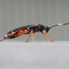 Ichneumon promissorius (Banded caterpillar parasite wasp) at Macarthur, ACT - 28 Mar 2021 by Liam.m