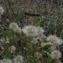 Vittadinia sp. (Fuzzweed) at Flea Bog Flat, Bruce - 20 Mar 2021 by JanetRussell