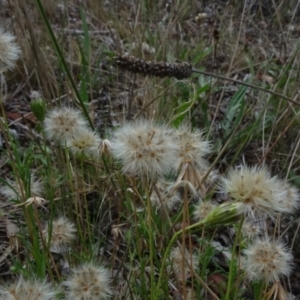 Vittadinia sp. at Bruce, ACT - 20 Mar 2021