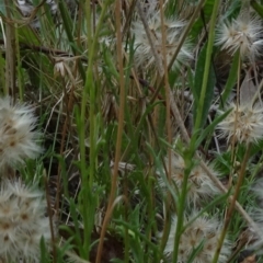 Vittadinia sp. at Bruce, ACT - 20 Mar 2021