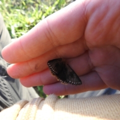 Epicoma (genus) (Unidentified Prominent moth) at Macarthur, ACT - 8 Jan 2021 by Liam.m