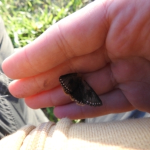 Epicoma (genus) at Macarthur, ACT - 8 Jan 2021 05:23 PM