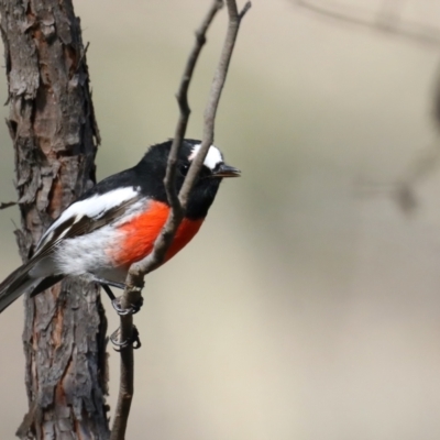 Petroica boodang (Scarlet Robin) at Jacka, ACT - 27 Mar 2021 by jbromilow50