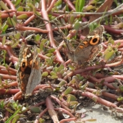 Junonia villida at Hume, ACT - 28 Mar 2021