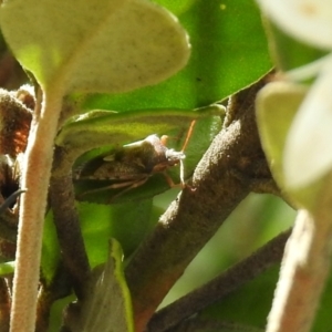 Oechalia schellenbergii at Hume, ACT - 28 Mar 2021 03:56 PM