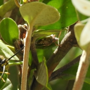 Oechalia schellenbergii at Hume, ACT - 28 Mar 2021 03:56 PM