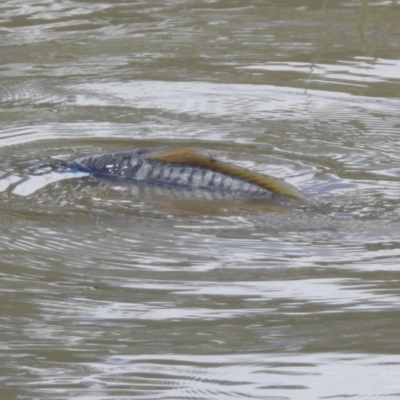 Cyprinus carpio (Common Carp) at Hume, ACT - 28 Mar 2021 by RodDeb