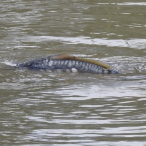 Cyprinus carpio at Hume, ACT - 28 Mar 2021